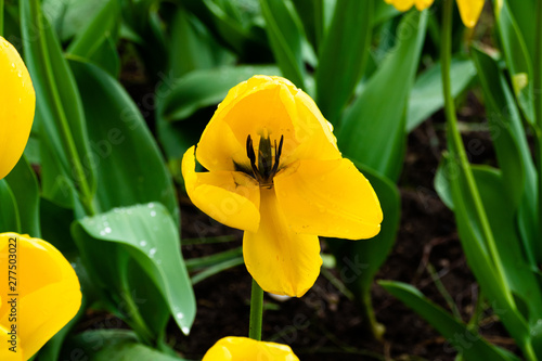 yellow tulip