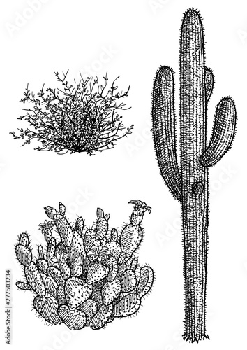 Desert plant and cactus illustration, drawing, engraving, ink, line art, vector