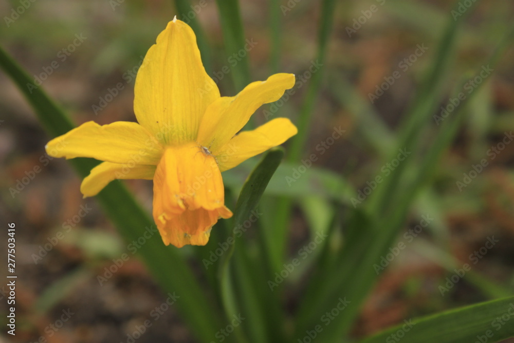yellow flower in the garden yellow flower in the garden