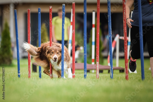 Redmerle Australian shepherd is running on czech agility competition slalom. Prague agility competition in dog park Pesopark. photo