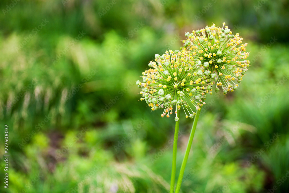 Two big round decorative blossom onion yellow flowers on green blurred bokeh background close up, Allium cristophii or Allium giganteum ornamental plant, scenic dandelion flowers in bloom, copy space