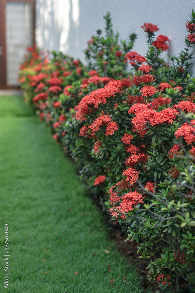 Beautiful red flowers near the house. Green lawn lawn. Stock photo background