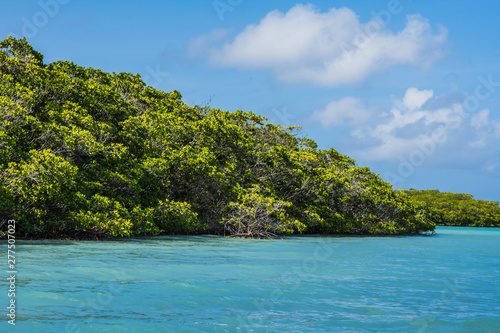 Fototapeta Naklejka Na Ścianę i Meble -  mangrove forest los roques