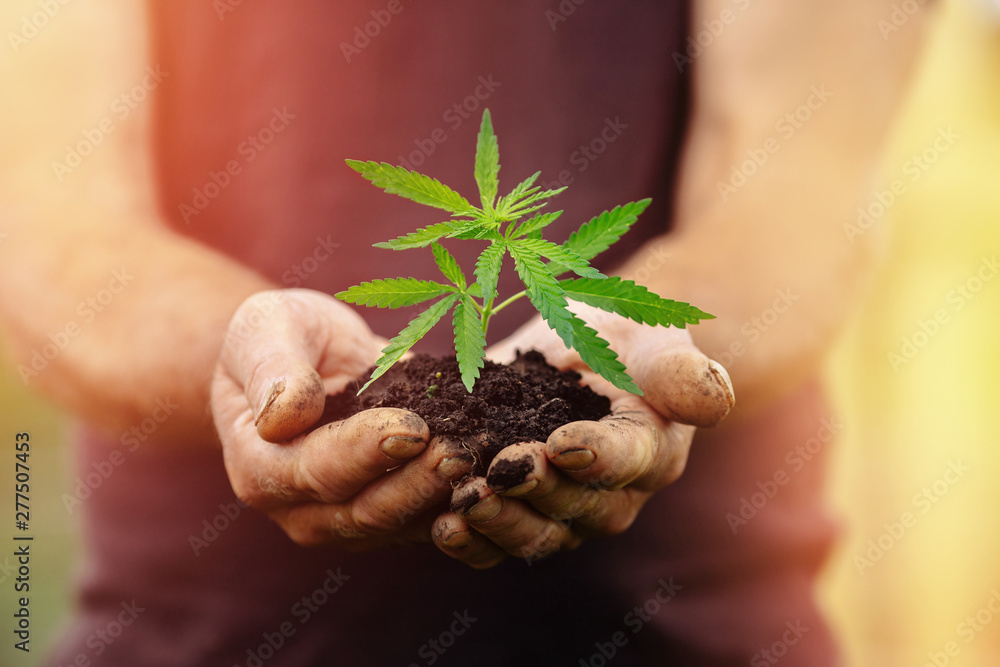 Farmer hands holds baby cannabis plant. Concept farm marijuana plantation