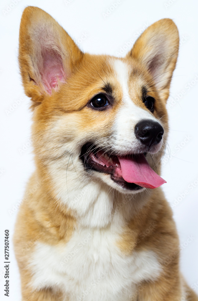 cute welsh corgi puppy smiles