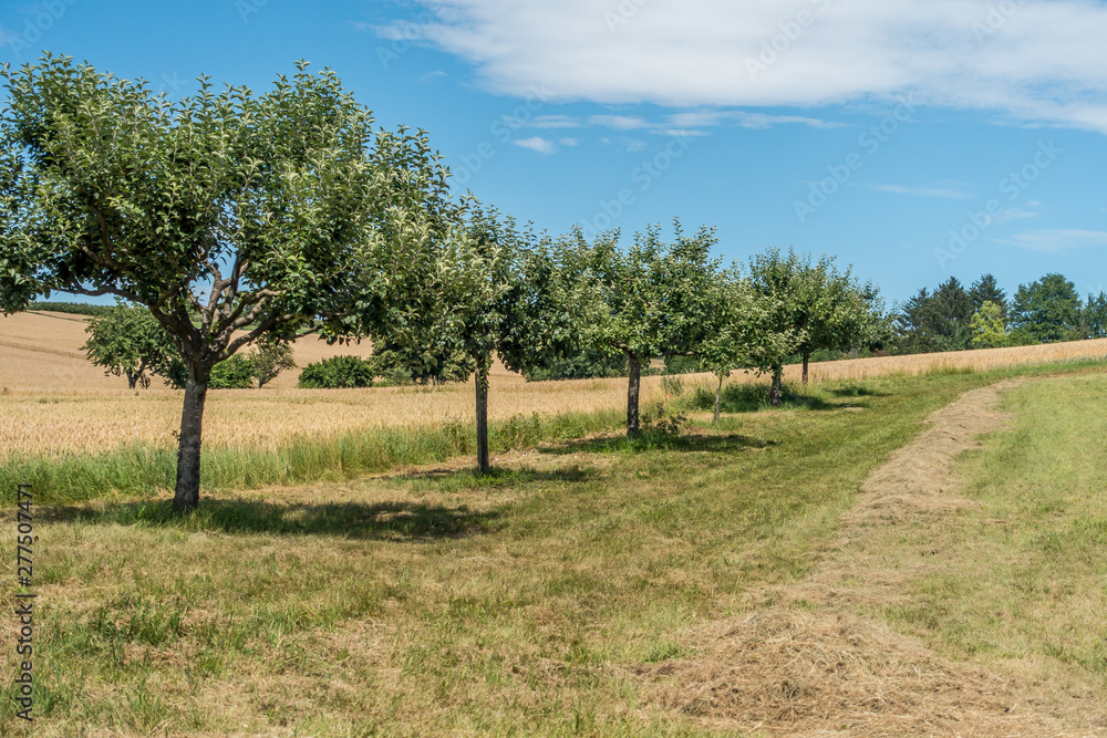 Fototapeta premium Frisch gemähte Streuobst Wiese im Sommer