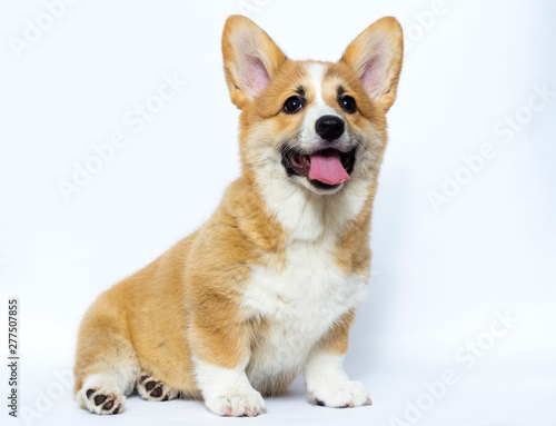 cute welsh corgi puppy smiles