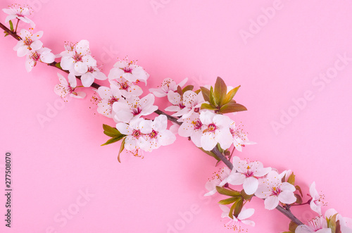 Branch with delicate white and pink flowers