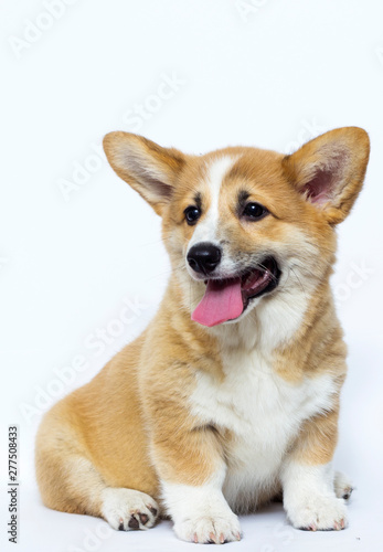 cute welsh corgi puppy smiles