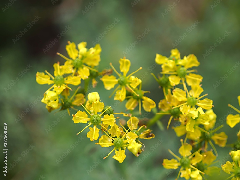 セントジョーンズワ―トの花