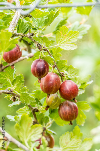 Reife Stachelbeeren am Strauch in einer Obstplantage