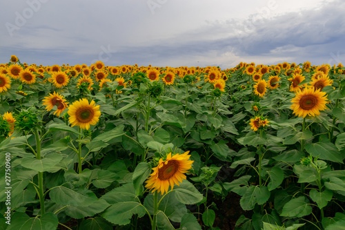 sunflower in a field of sunflowers under a blue sky