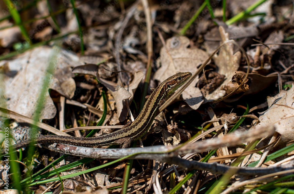 Small forest lizard hidden in fallen leaves and basking in the sun, close-up, selective focus Small forest lizard hidden in fallen leaves and basking in the sun, close-up, selective focus