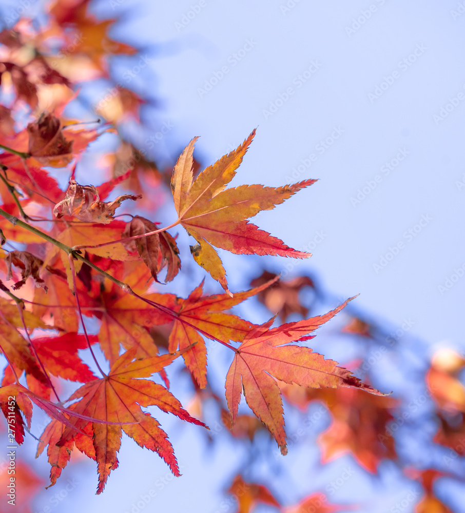 Beautiful maple leaves in autumn sunny day in foreground and blurry background in Kyushu, Japan. No people, close up, copy space, macro shot.