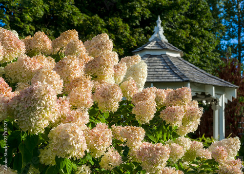 Fotografía A large peegee hydrangea (Hydrangea paniculata 'Grandiflora') in the foreground with a gazebo in the background