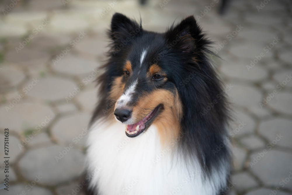 Portrit of beautiful dog is smiling bokeh style. Portrit of beautiful dog is smiling bokeh style.