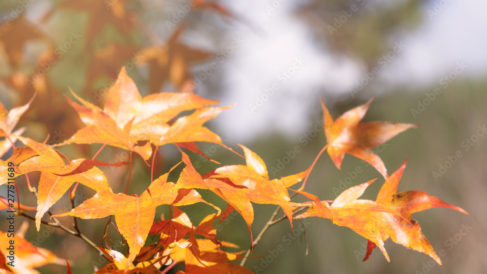 Beautiful maple leaves in autumn sunny day in foreground and blurry background in Kyushu, Japan. No people, close up, copy space, macro shot. Beautiful maple leaves in autumn sunny day in foreground and blurry background in Kyushu, Japan. No people, close up, copy space, macro shot.