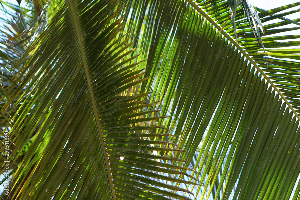 Branches of palm trees on a background of forest and sky. Young trees grow in Asia. Stock photo Branches of palm trees on a background of forest and sky. Young trees grow in Asia. Stock photo