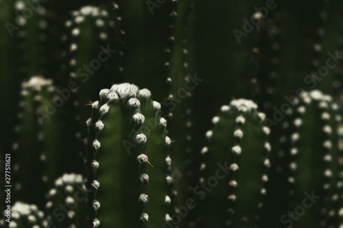 Close up of cactus in the garden