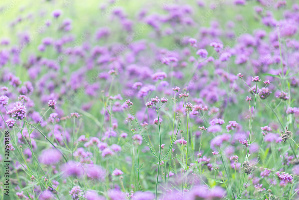 Nature background purple flower in Mon Cham in Chiangmai province, Thailand. Nature background purple flower in Mon Cham in Chiangmai province, Thailand.