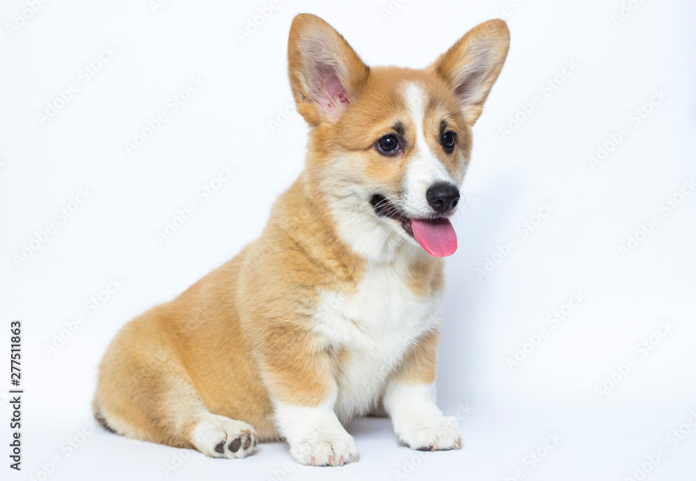 cute welsh corgi puppy smiles