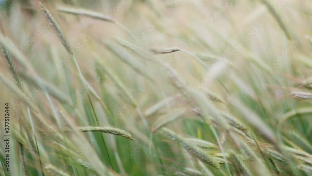 Camera pan of wheat moving with the Wind with mountains in the background. Shot in 4K with apature f1.4 Camera pan of wheat moving with the Wind with mountains in the background. Shot in 4K with apature f1.4