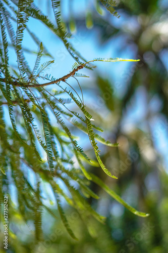 Branches of a tropical tree or bush. Small leaves in the sun. Green background