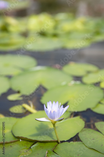 closeup of young single petal water lily in pond.