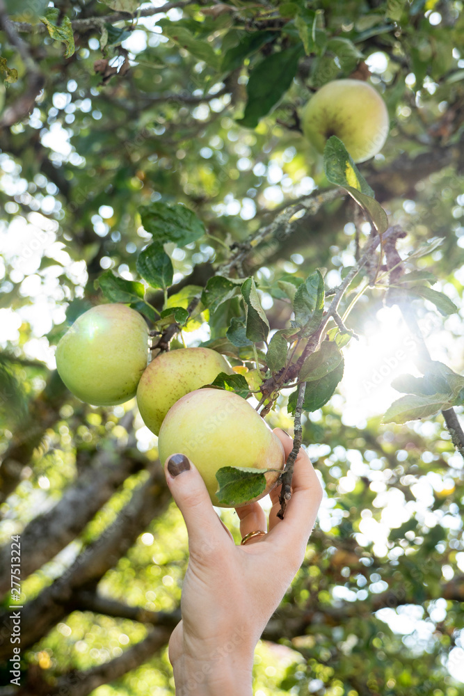 Woman hand picking an apple of an organic apple tree in a garden, with sun shining through the tree. Woman hand picking an apple of an organic apple tree in a garden, with sun shining through the tree.