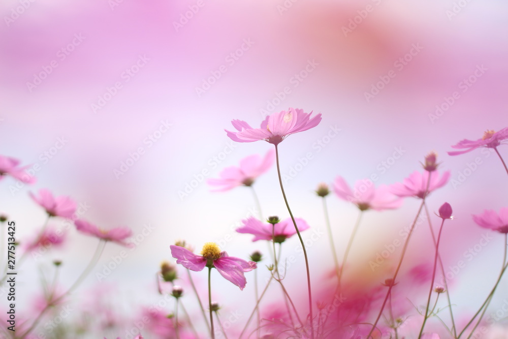 パステルカラーの柔らかいぼかしの背景にピンクのコスモスの花 Stock Photo Adobe Stock パステルカラーの柔らかいぼかしの背景にピンクのコスモスの花 Stock Photo Adobe Stock
