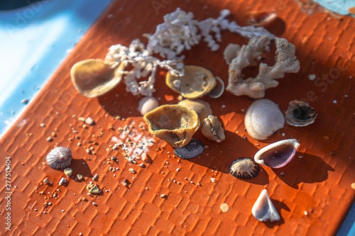 Variety of oceanic and seashells on the hand in the rays of the sun. Summer background for design. Stock photo