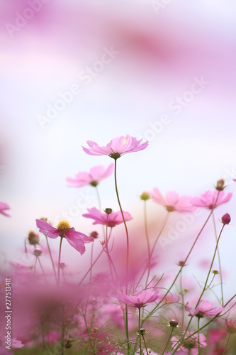 パステルカラーの柔らかいぼかしの背景にピンクのコスモスの花 Stock Photo Adobe Stock パステルカラーの柔らかいぼかしの背景にピンクのコスモスの花 Stock Photo Adobe Stock