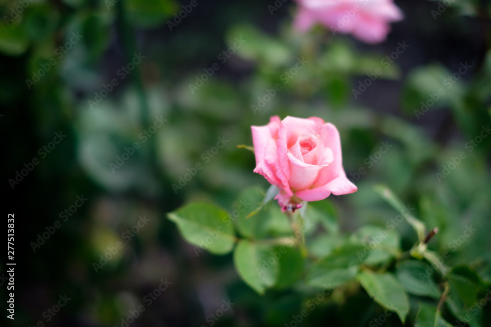 pink rose in a garden pink rose in a garden