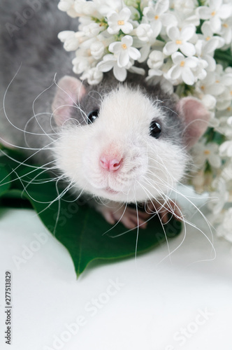 funny little rat looks out of white flowers