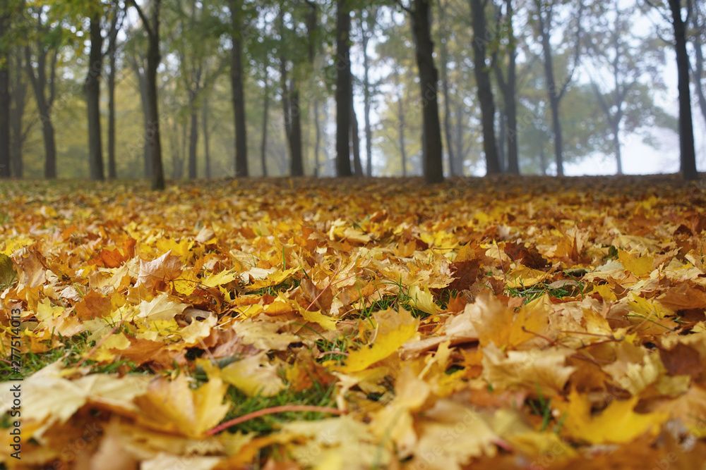 ground in autumn park is covered with thick layer of fallen yellow leaves