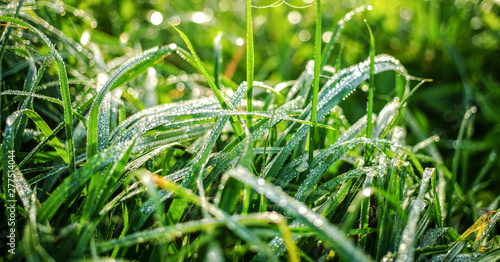 close-up of wet grass in early morning, dew on green plants
