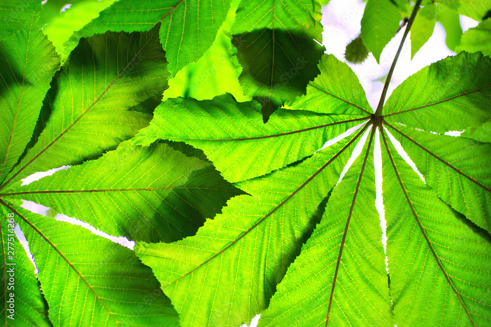 Green chestnut leaves against the sky Green chestnut leaves against the sky