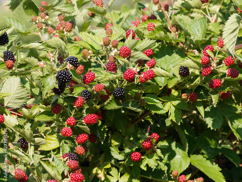 Mûrier (Rubus fruticosus) ou ronce aux petits fruits, mûres noires et rouges