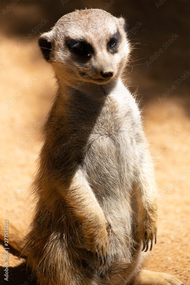 SURICATA IN PIEDI IN PRIMO PIANO SURICATA IN PIEDI IN PRIMO PIANO