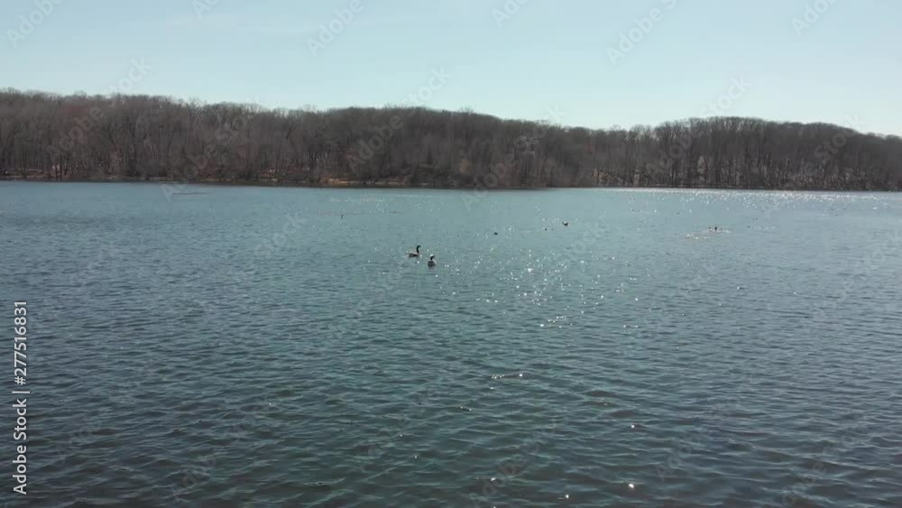 Couple of ducks at the lake, sunny Couple of ducks at the lake, sunny