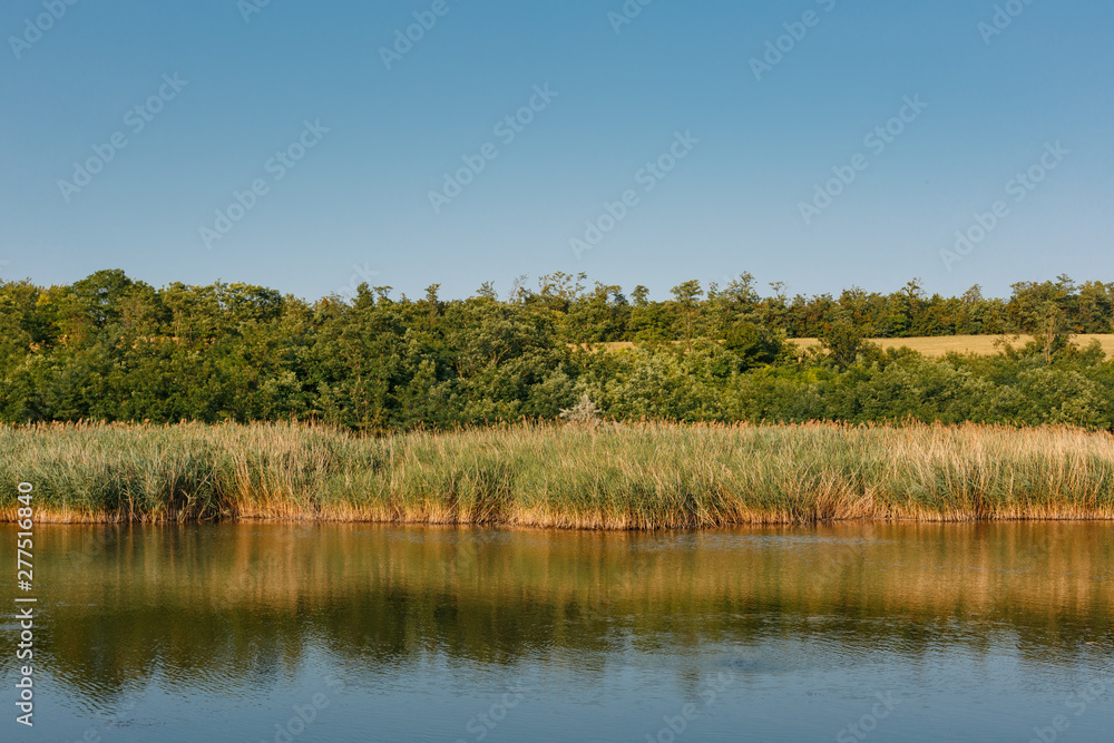Lake and reeds. Trees in the background.