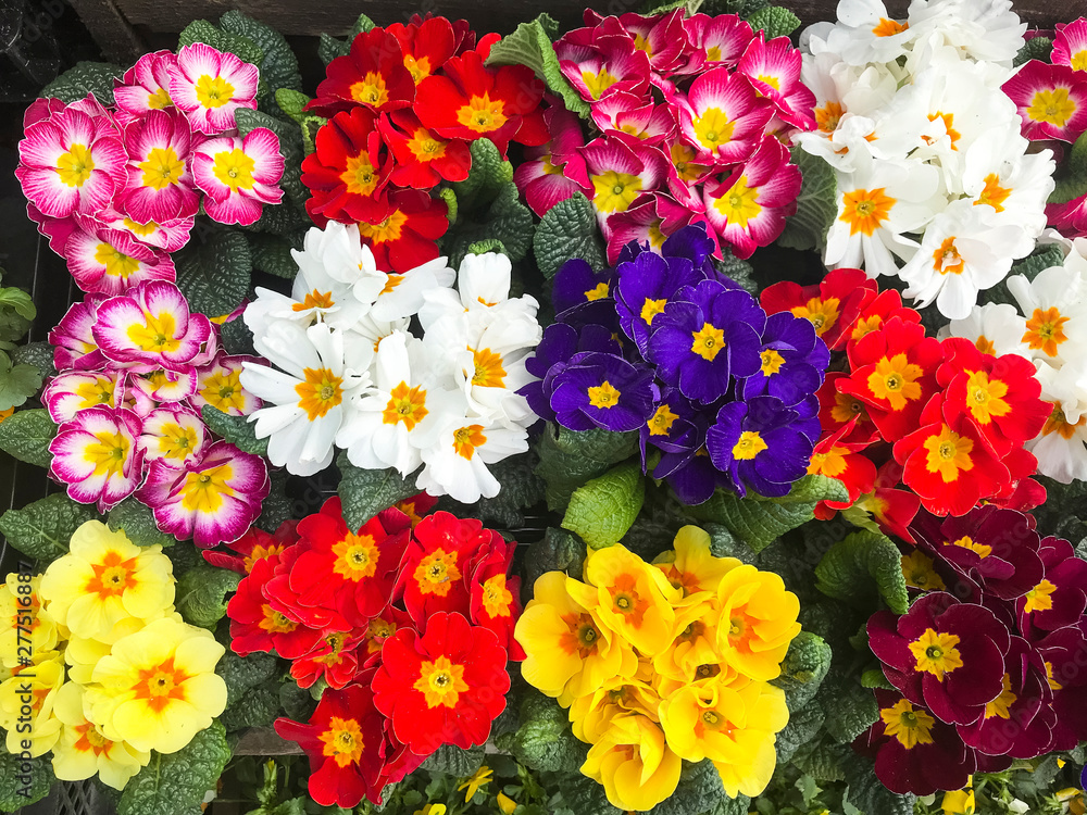 Bright floral background from ornamental plants and flowers Bright floral background from ornamental plants and flowers
