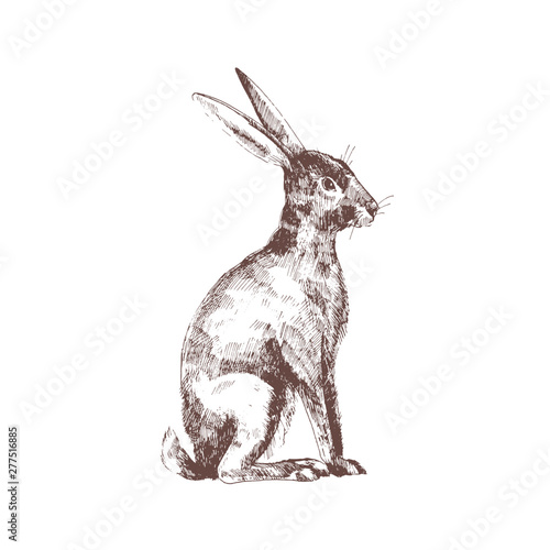 Cute bunny, rabbit or hare isolated hand drawn with contour lines on white background