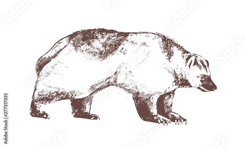 Wolverine or carcajou hand drawn with contour lines on white background