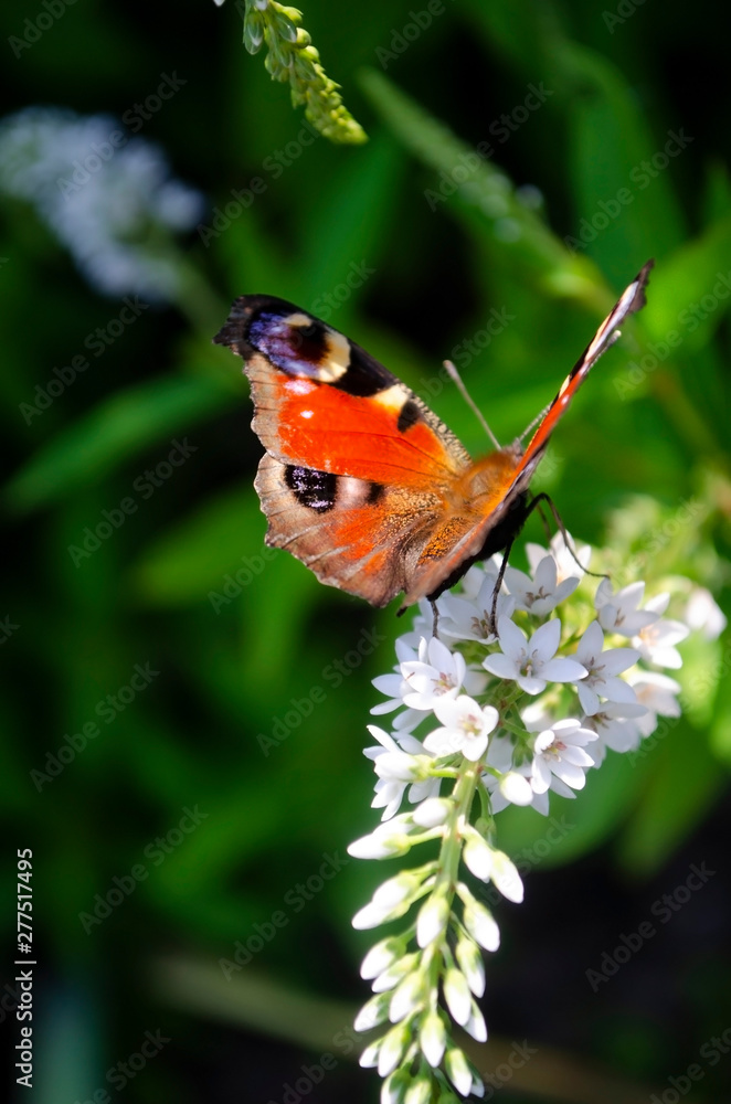 butterfly on a flower