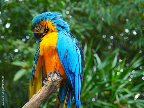  CLOSE UP OF COLORFUL PARROT 
