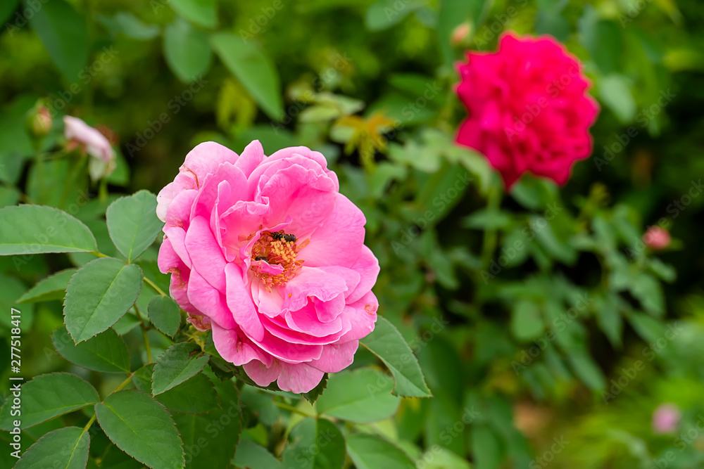 Pink of Damask Rose flower