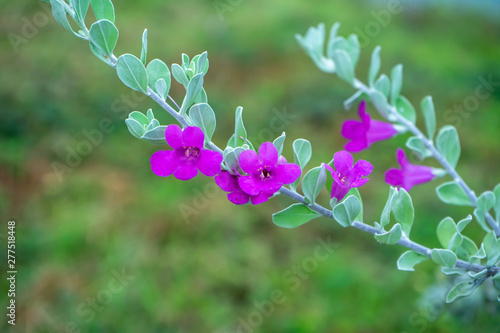 Valokuva Ash Plant, Barometer Brush, Purple Sage, Texas Ranger