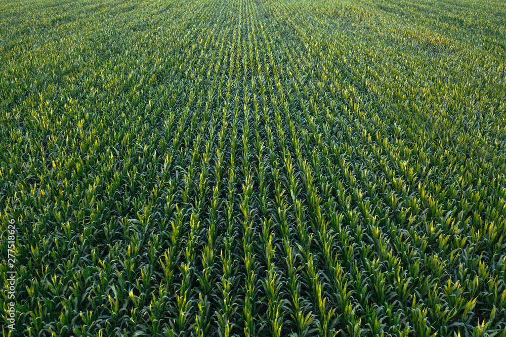 Aerial view of green corn crops field Aerial view of green corn crops field