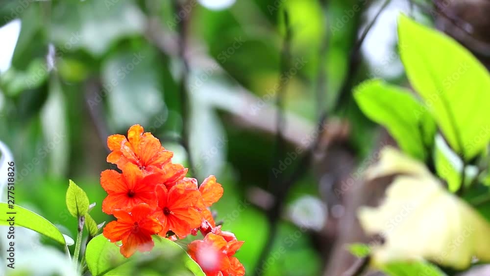 Geiger tree or cordia has red orange flowers and blue background Geiger tree or cordia has red orange flowers and blue background